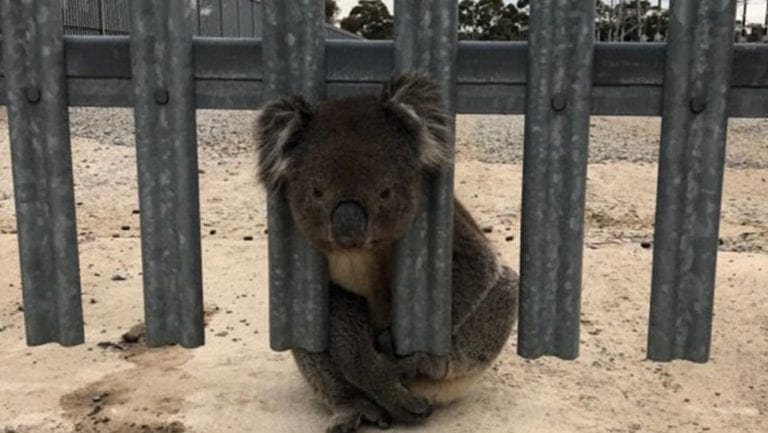 Невезучую коалу спасли уже в 4-й раз, и следующий - будет последним