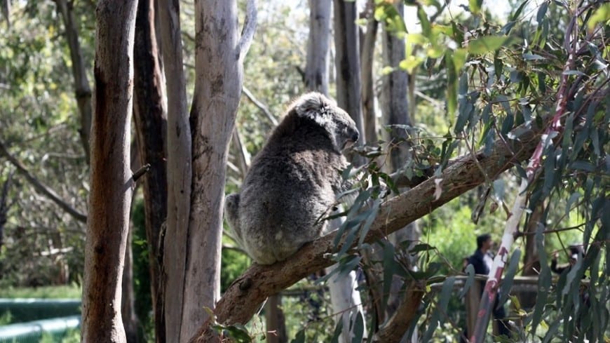 Невезучую коалу спасли уже в 4-й раз, и следующий - будет последним