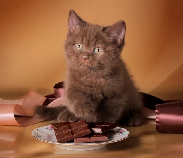 Чем нельзя кормить котят: правила здорового питания