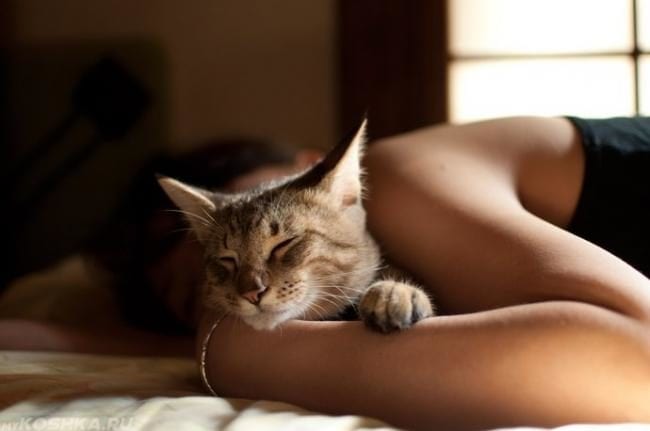 3 причины, по которым кошка спит с вами