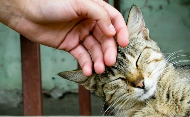 Как коты проявляют свою любовь - 6 признаков