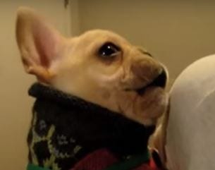 ВИДЕО: Собака довела хозяйку до слез своей реакцией на признание в любви