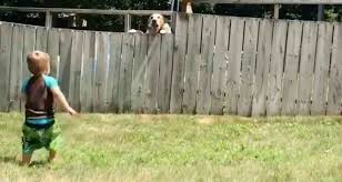 ВИДЕО: Малыш играет с соседским псом прямо через забор