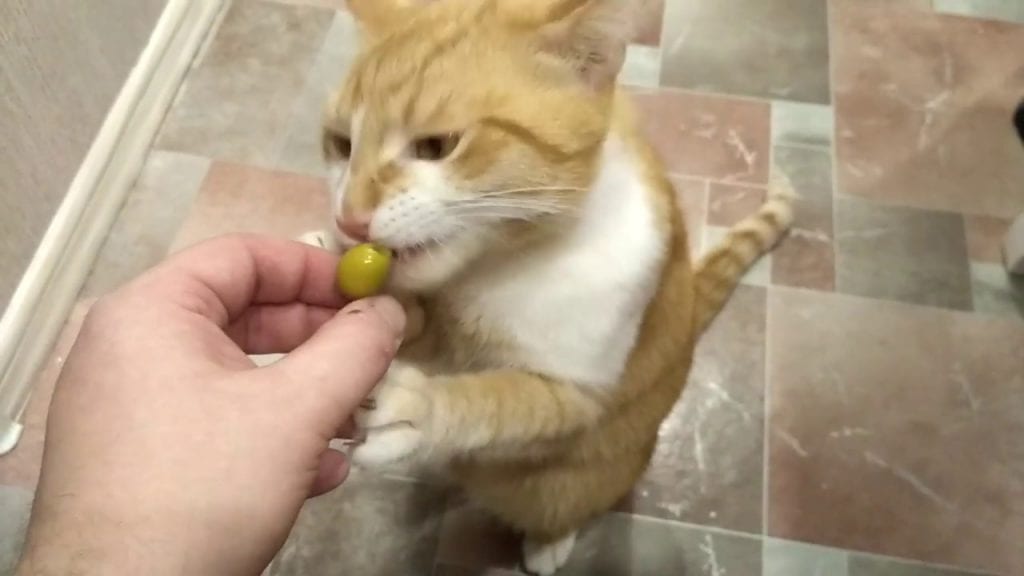 О страстной любви кошек к... оливкам