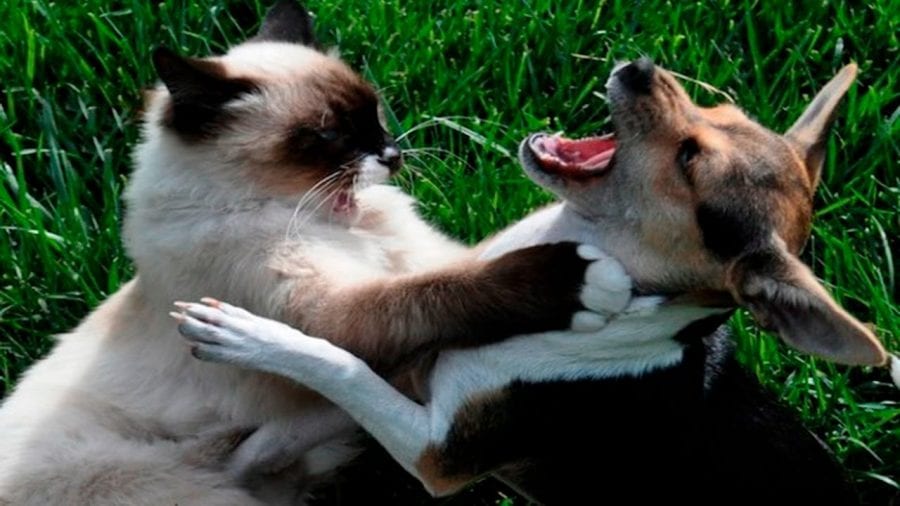 24 уморительных фото котов и собак, вынужденных жить вместе
