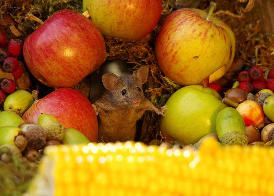 Фотограф нашел в своем саду мышей и сделал для них сказочный городок