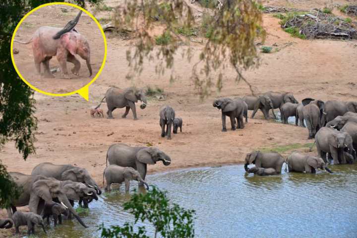 Турист сделал фото слоненка с редким генетическим заболеванием
