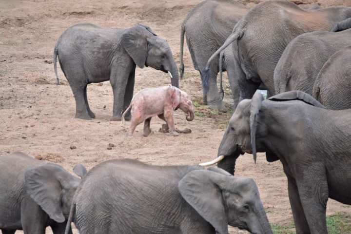 Турист сделал фото слоненка с редким генетическим заболеванием