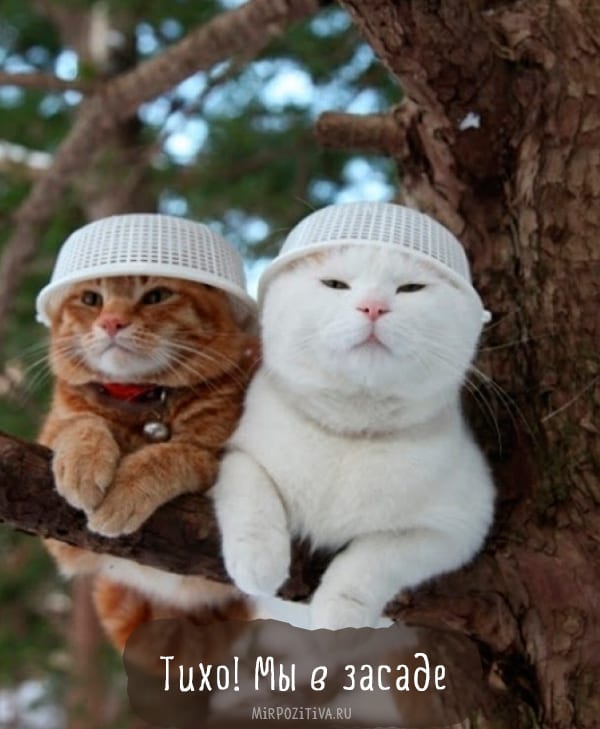 27 забавных фотоисторий про кошек