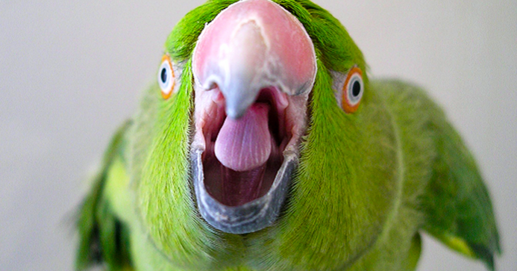 Заговоривший попугай чуть не довел свекровь до инфаркта