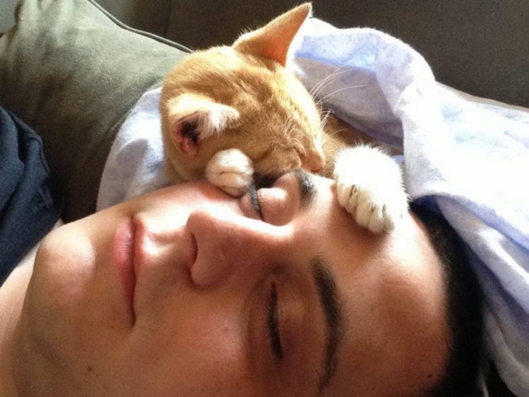 3 причины, по которым кошка спит с вами