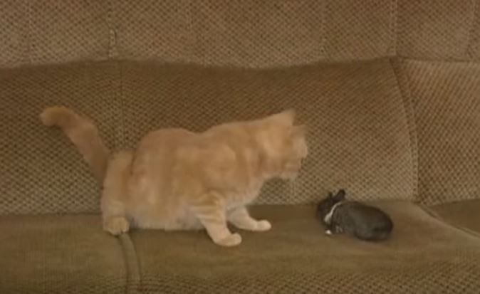 ВИДЕО: Кошка усыновила крольчонка-сироту