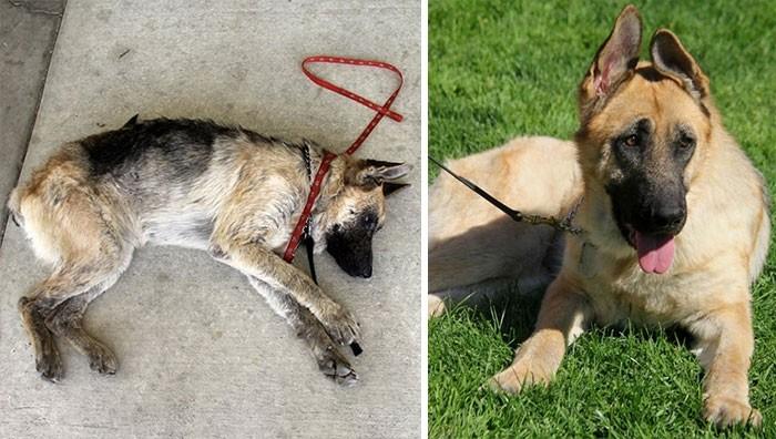 Чудесные истории спасения: 16 собак, которых могло бы уже не быть на этом свете