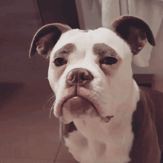 Знакомьтесь, Мадам Брови - самая печальная собака Интернета