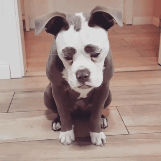 Знакомьтесь, Мадам Брови - самая печальная собака Интернета