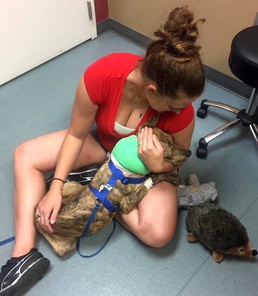 У себя в сарае женщина нашла чужую собаку, которой срочно нужна была помощь