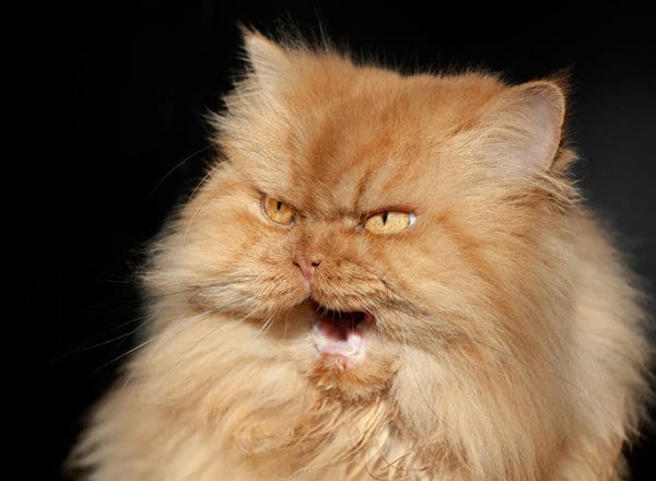 26 забавных фотоисторий из жизни кошек