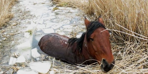 Украденный конь застрял в ледяном болоте, но люди смогли его спасти