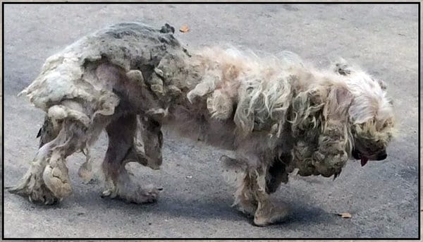 Когда бездомную собаку подстригли, она превратилась в очаровательное существо