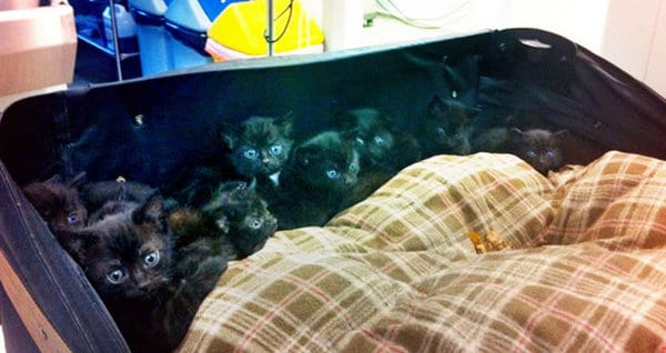 Выйдя из дома, женщина обнаружила старый чемодан с 15 котятами