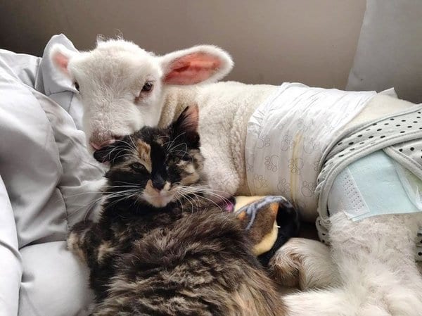 Кошка усыновила ягненка и заботится о нем, как о своем ребенке