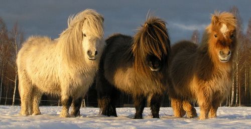 Плюшевые шетлендские пони - удивительные мохнатые лошадки