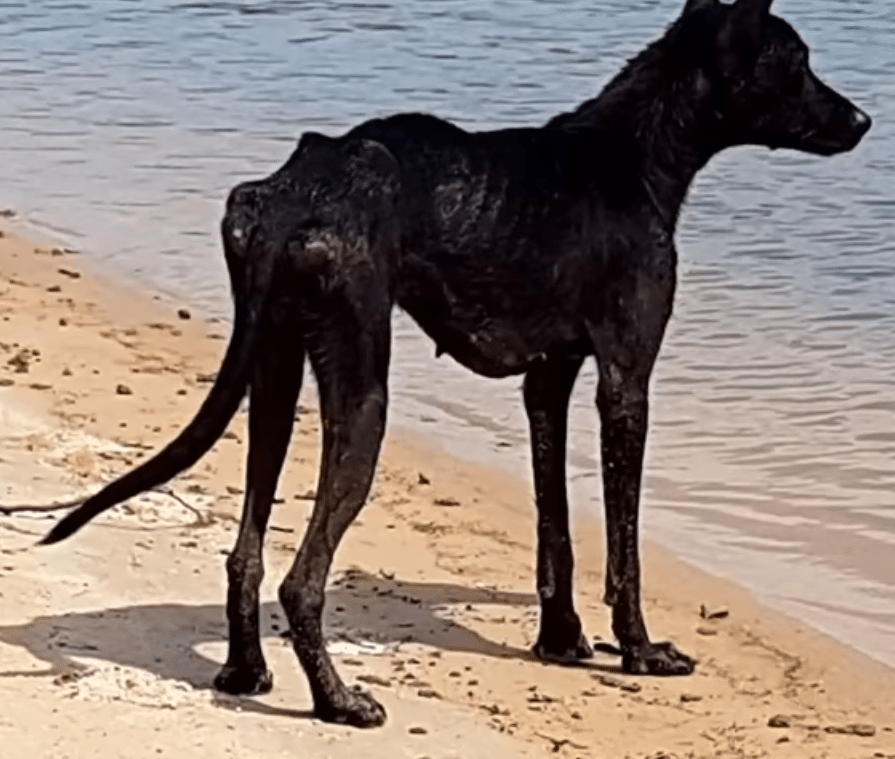 Речной путешественник обнаружил на необитаемом острове брошенную собаку
