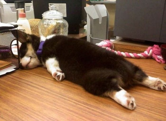 18 умилительных фото сладко спящих щеночков