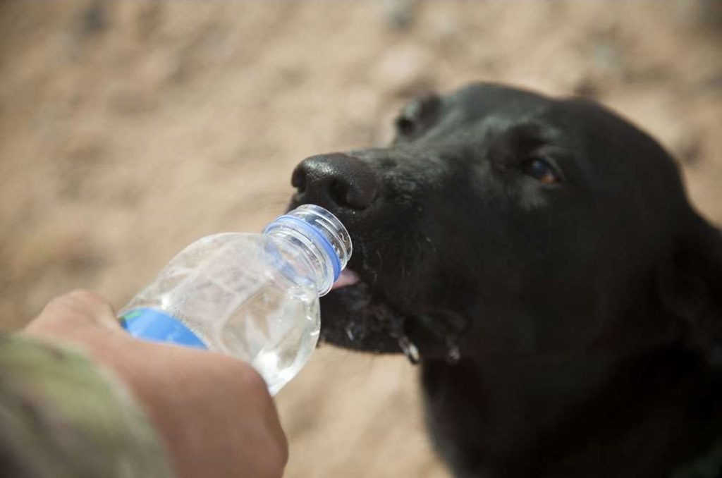 Помогите животным в жару: просто дайте им воды!