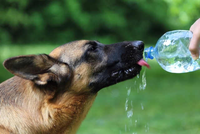 Помогите животным в жару: просто дайте им воды!