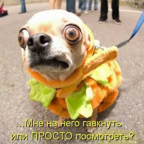 23 забавные фотоистории из жизни собак. Выпуск 2.