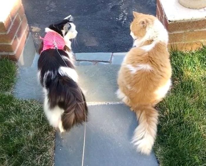 Уже 2 года влюблённый кот ходит в гости к соседке