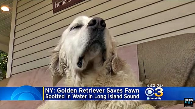 На прогулке пес неожиданно кинулся в холодную воду и вернулся с сюрпризом
