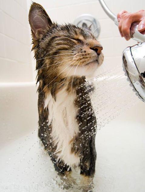 Как вымыть кота и остаться живым: реальная пошаговая инструкция