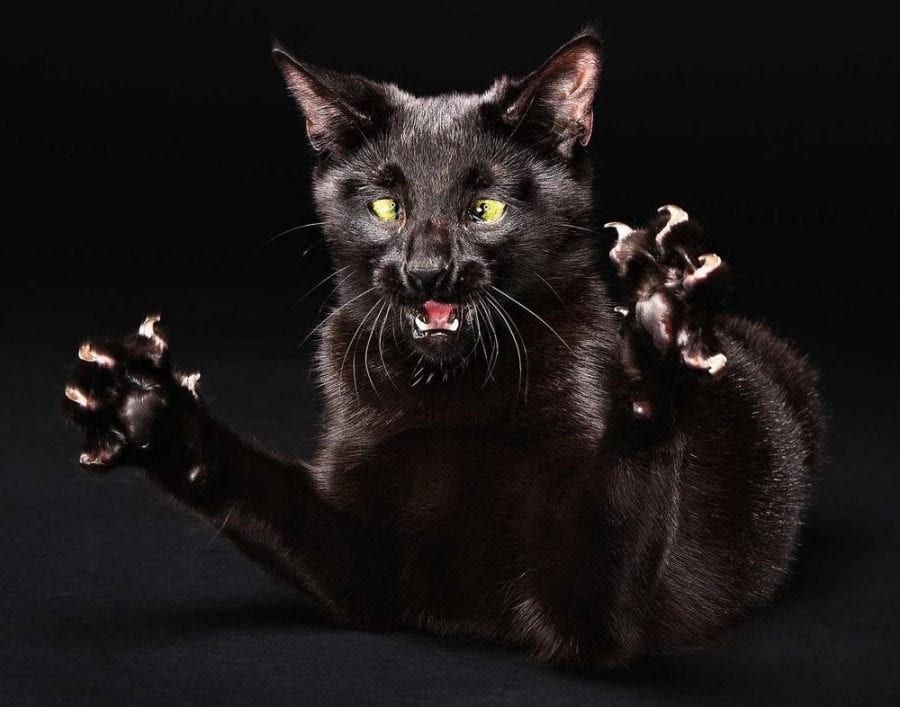 20 черных котиков, которые гарантировано принесут вам сегодня удачу