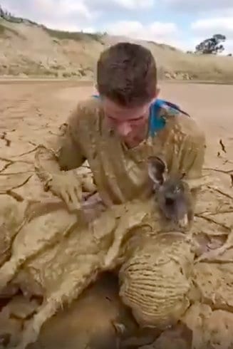 Двое парней катались на мотоциклах, когда заметили в грязи увязшего кенгуру
