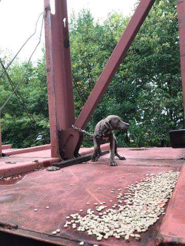 Железнодорожники обнаружили собаку, привязанную на платформе вагона-лесовоза