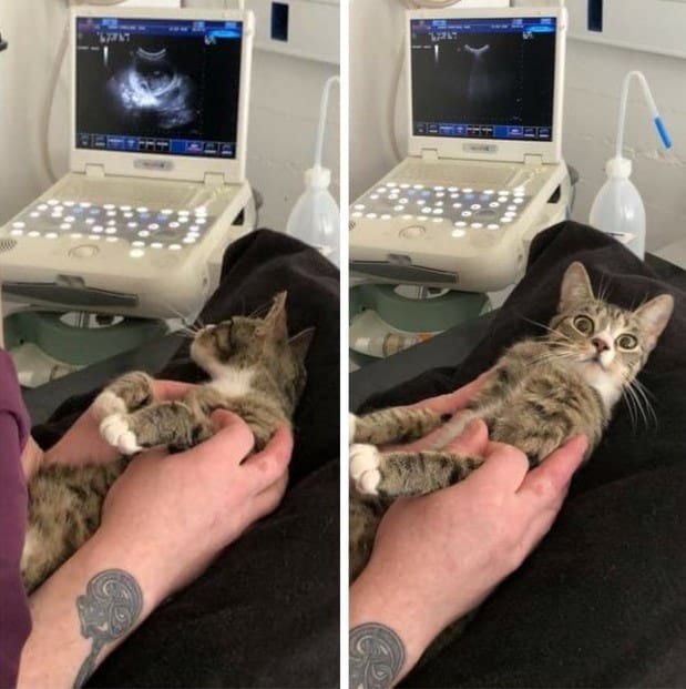 Бесподобная реакция кошки на известие о ее беременности
