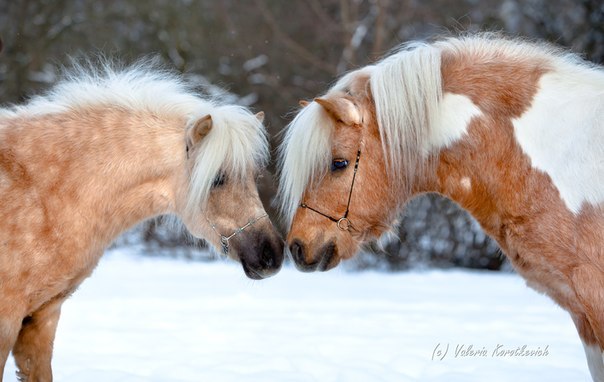 Плюшевые шетлендские пони - удивительные мохнатые лошадки
