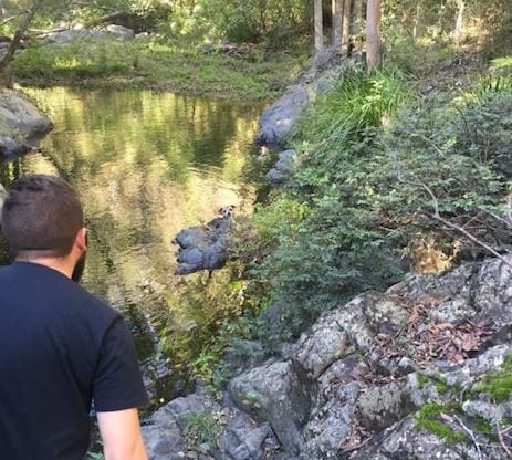 Находчивость помогла спасти найденного в ручье питбуля, повредившего лапы