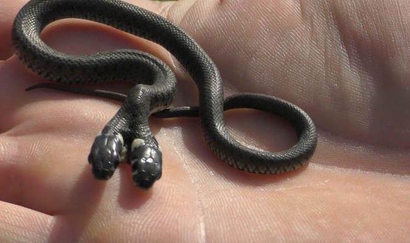 ВИДЕО: Мужчина спас от верной смерти редкого змееныша-мутанта