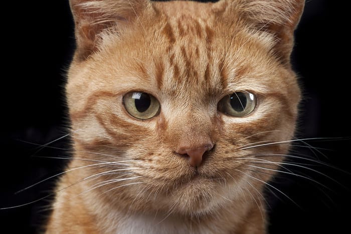 22 наглядных подтверждения, что коты - разумные существа!