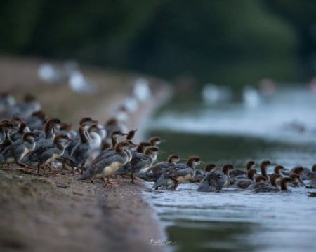 Фотограф снимал красоты озера, как вдруг увидел необычную утиную семью