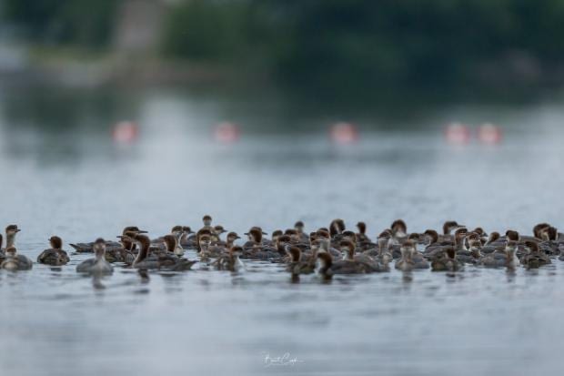 Фотограф снимал красоты озера, как вдруг увидел необычную утиную семью