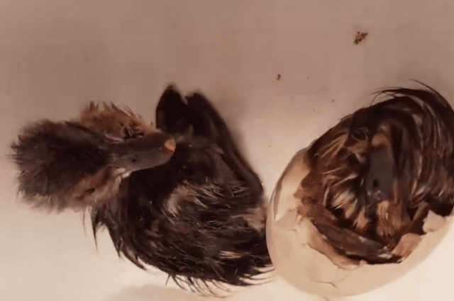 В Перми люди нашли брошенное гнездо дикой утки и "довысиживали" яйца дома