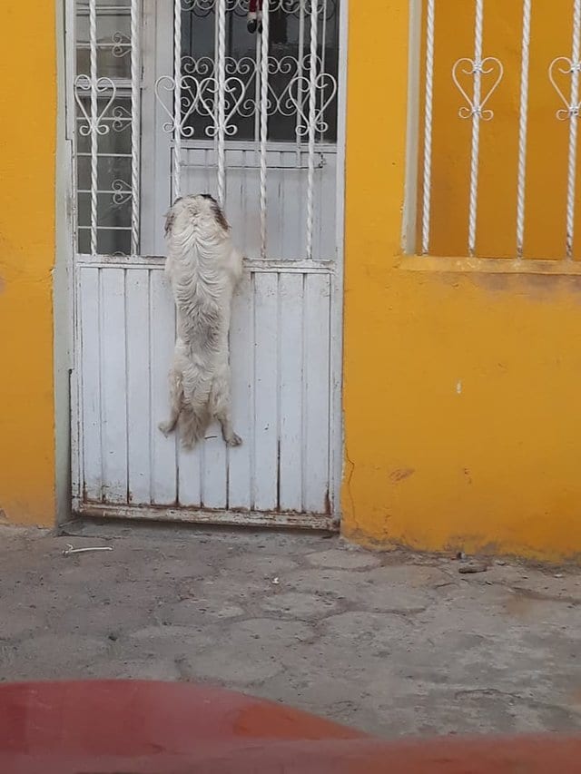 Женщина не знала, зачем собака лезет через забор, но вдруг увидела причину