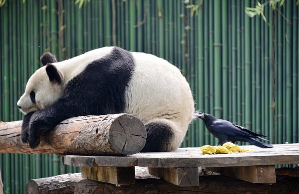 ВИДЕО: Зачем вороны вырвали клок шерсти с попы панды?
