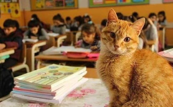 Кот учится в третьем классе и отказывается от еды, когда его не пускают в школу