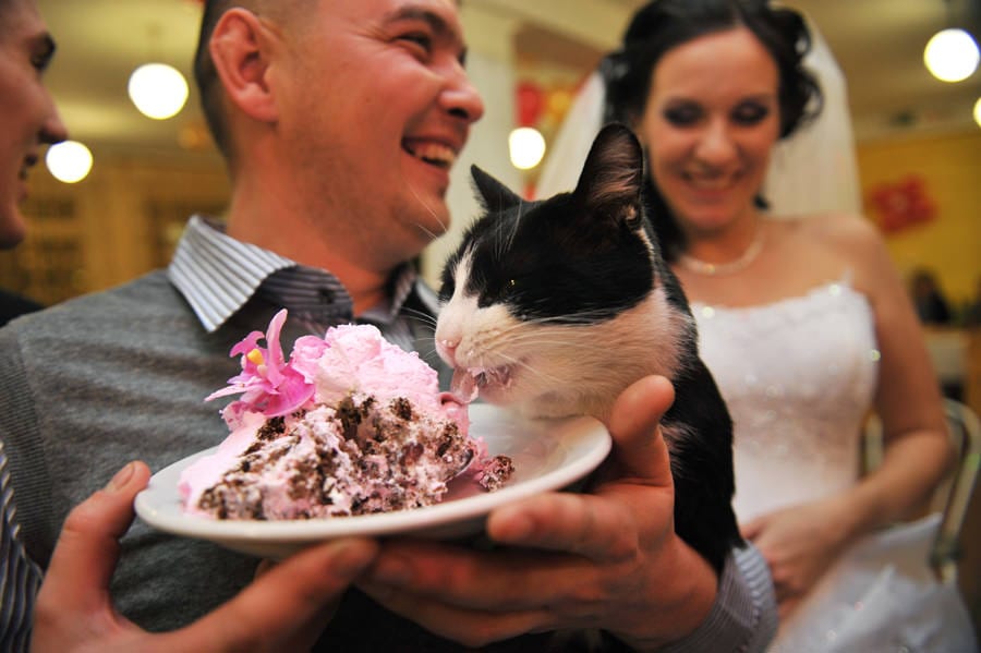 41 фото котов, которых пригласили на свадьбу