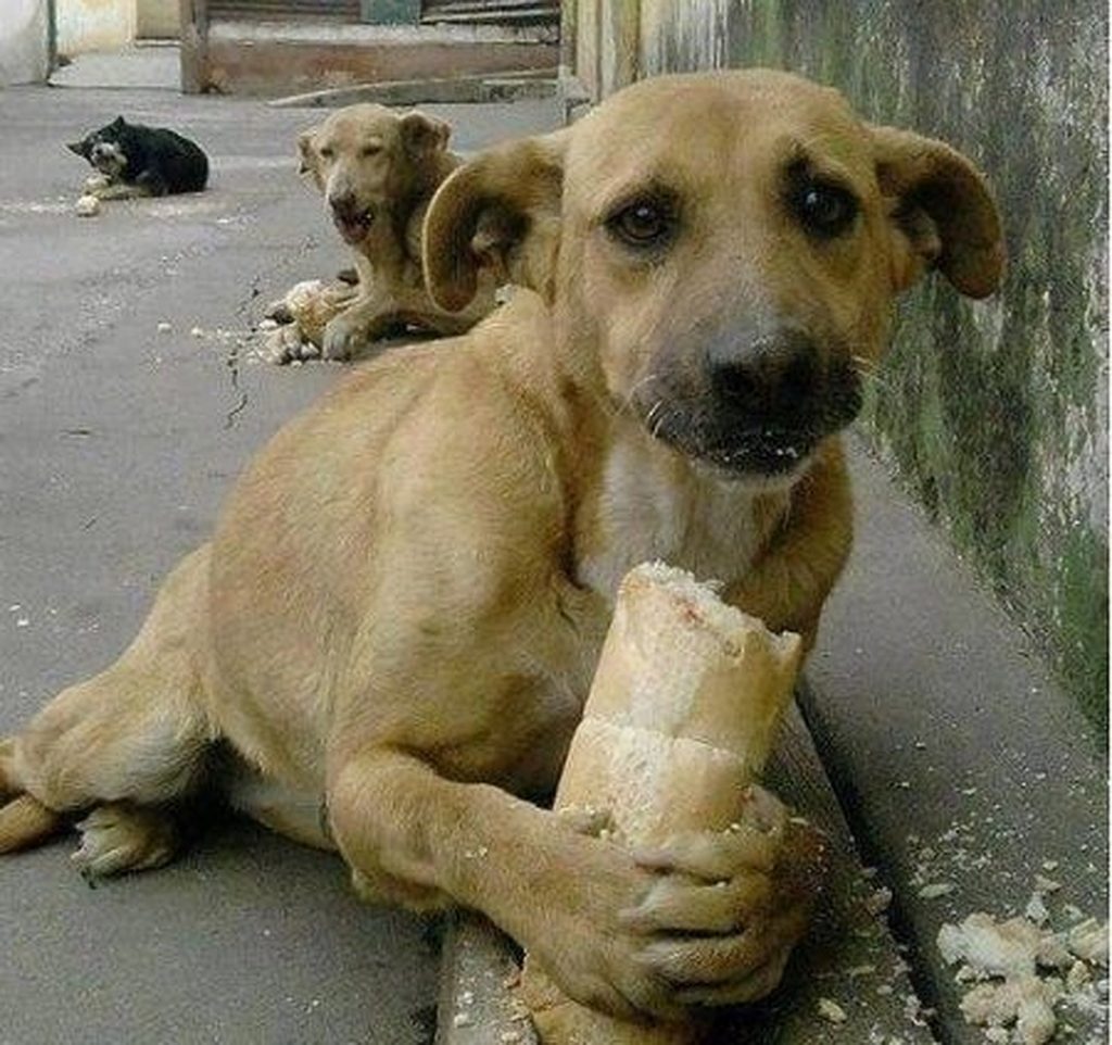 Самые трогательные фотографии бездомных животных, от которых сжимется сердце
